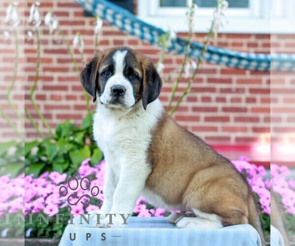Medium Photo #2 Saint Bernard Puppy For Sale in MARIETTA, PA, USA