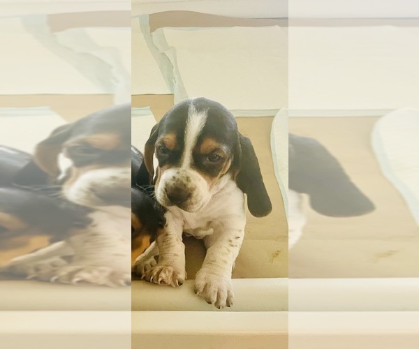 Medium Photo #2 Basset Hound Puppy For Sale in MISSOURI CITY, TX, USA