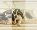 Small Photo #2 Basset Hound Puppy For Sale in MISSOURI CITY, TX, USA
