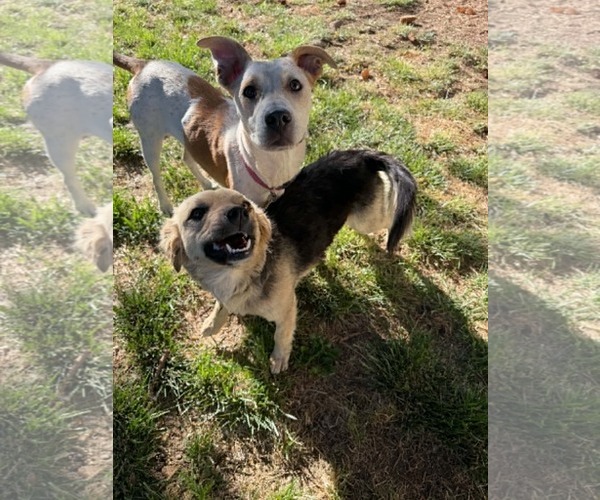 Medium Photo #7 Mutt Puppy For Sale in Sandy, UT, USA