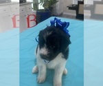 Litter of 9 - Male(s) and Female(s) Bordoodle-F2 Aussiedoodle MixLitter of Puppies for Sale - Photo #10