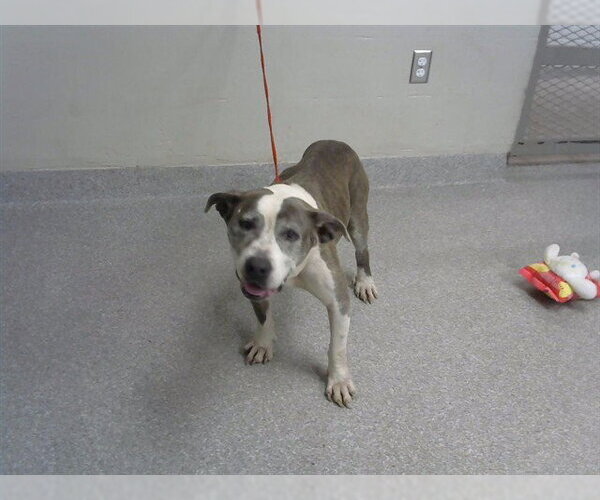 Medium Photo #1 Staffordshire Bull Terrier-Unknown Mix Puppy For Sale in Pasadena, TX, USA