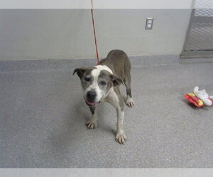 Staffordshire Bull Terrier-Unknown Mix Dogs for adoption in Pasadena, TX, USA