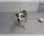 Small Staffordshire Bull Terrier Mix