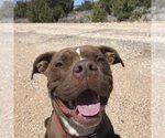 Small #273 American Pit Bull Terrier Mix