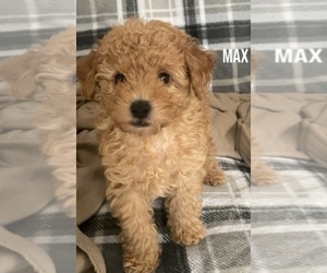 Maltipoo Puppy for sale in CREST HILL, IL, USA