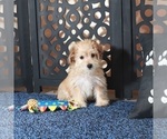 Small Photo #3 Yo-Chon Puppy For Sale in MOUNT VERNON, OH, USA
