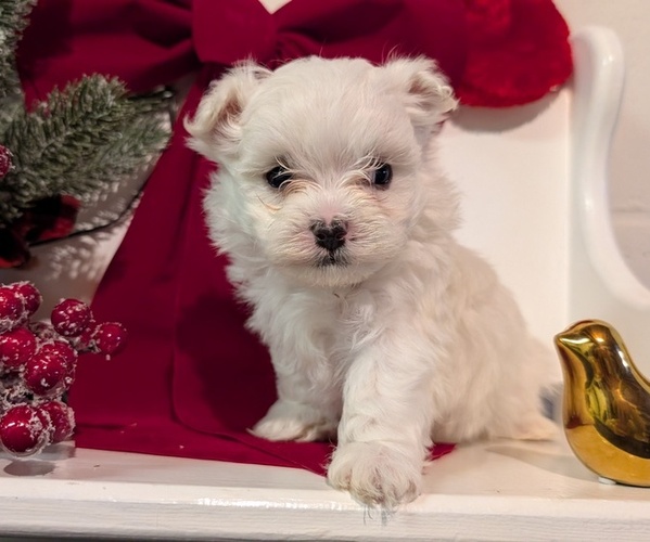 Medium Photo #5 Maltese Puppy For Sale in GOSHEN, IN, USA