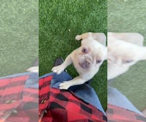French Bulldog Puppy for sale in VACAVILLE, CA, USA