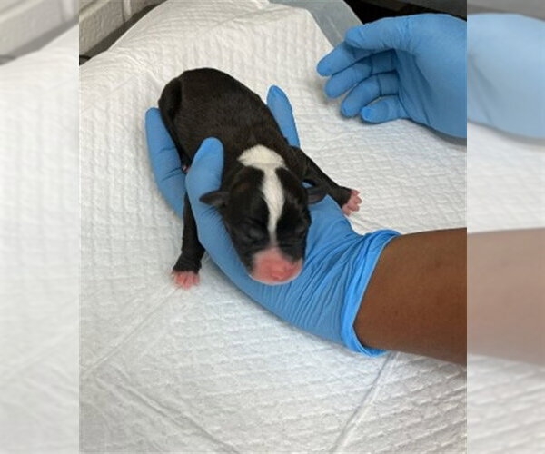 Medium Photo #1 Argentinian Mastiff Puppy For Sale in San Bernardino, CA, USA