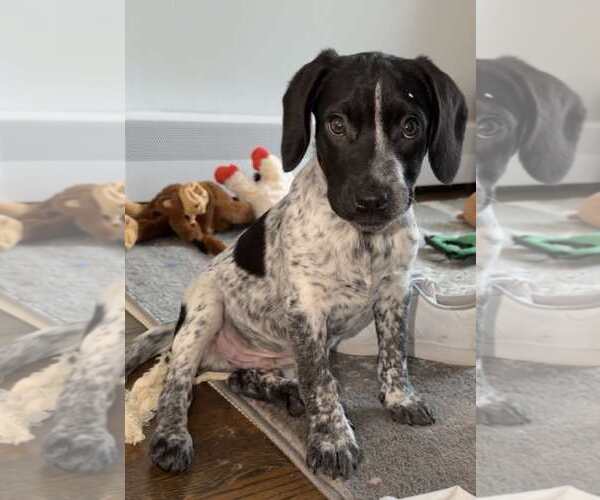 Medium Photo #21 Bluetick Coonhound-Unknown Mix Puppy For Sale in pomfret, CT, USA