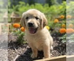 Small Golden Retriever