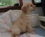 Small #11 Golden Retriever