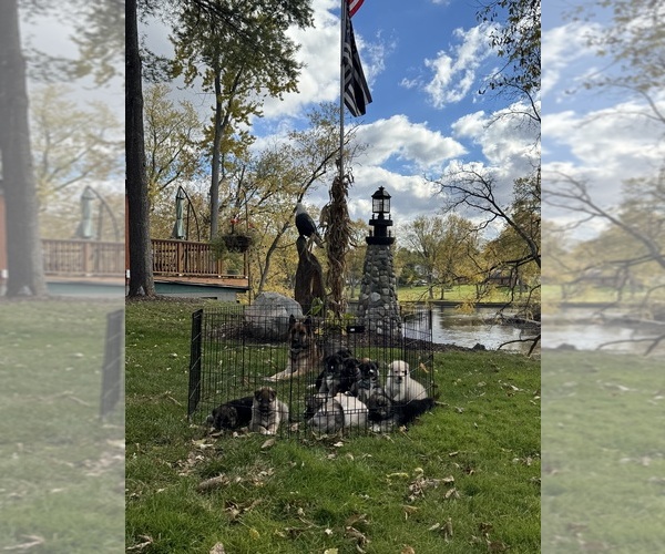 Medium Photo #12 German Shepherd Dog-Siberian Husky Mix Puppy For Sale in LANSING, MI, USA