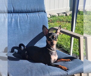Chipin Dogs for adoption in Shermans Dale, PA, USA