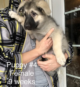 Medium Photo #14 German Shepherd Dog Puppy For Sale in BARTLETTSVILLE, IN, USA