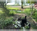 Small #8 Siberian Husky