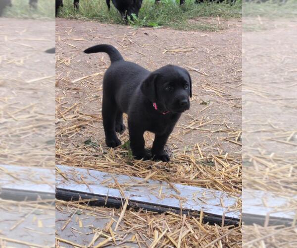 Medium Photo #11 Labrador Retriever Puppy For Sale in EDINBURG, VA, USA