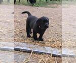 Small #10 Labrador Retriever