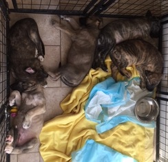 Irish Wolfhound Puppy for sale in SAN DIEGO, CA, USA