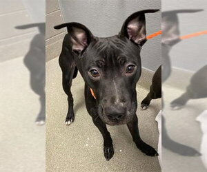 Mutt Dogs for adoption in Las Vegas, NV, USA