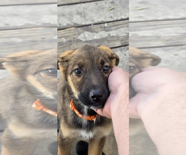 Medium Photo #3 German Shepherd Dog Puppy For Sale in MIDWAY, UT, USA