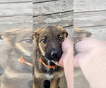Small #2 German Shepherd Dog