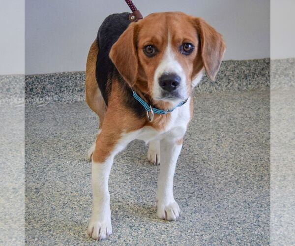 Medium Photo #3 Bagle Hound Puppy For Sale in Huntley, IL, USA