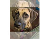 Small #10 Black Mouth Cur Mix
