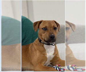 Bulldog-Labrador Retriever Mix Dogs for adoption in Tarrytown, GA, USA