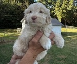 Puppy Puppy 3 Goldendoodle-Miniature Australian Shepherd Mix