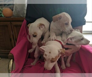 Fox Terrier (Smooth) Puppy for sale in YODER, CO, USA
