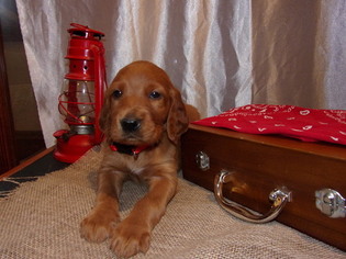 Irish Setter Puppy for sale in TOWER CITY, PA, USA