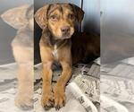 Small #3 Catahoula Leopard Dog Mix