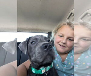 Mutt Dogs for adoption in Goodyear, AZ, USA