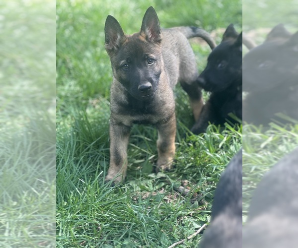 Medium Photo #3 German Shepherd Dog Puppy For Sale in WILMINGTON, DE, USA