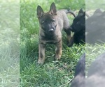 Small #2 German Shepherd Dog