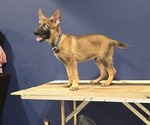 Puppy Puppy 2 German Shepherd Dog