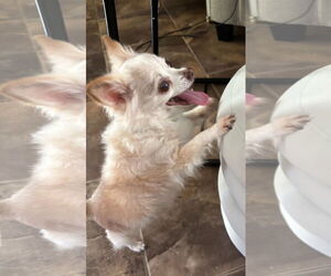 Chihuahua Dogs for adoption in Gulfport, MI, USA