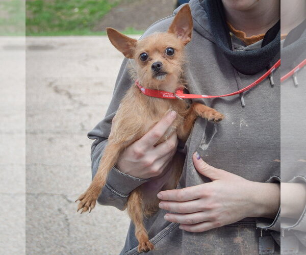 Medium Photo #3 Chihuahua-Unknown Mix Puppy For Sale in Huntley, IL, USA