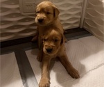 Small #16 Golden Retriever