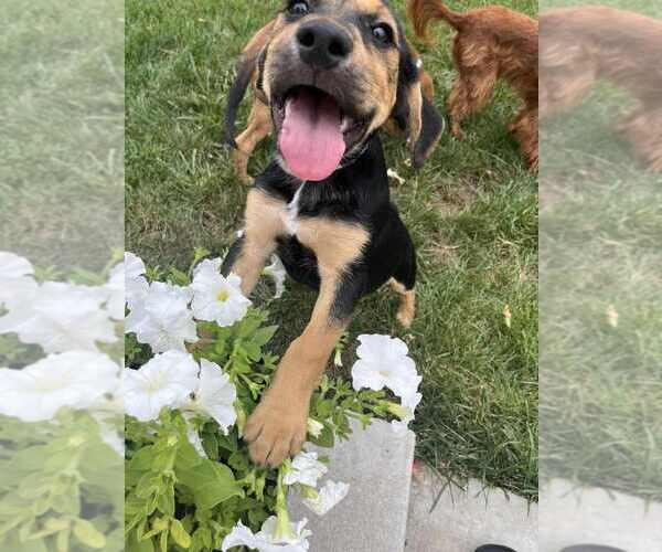 Medium Photo #2 Mutt Puppy For Sale in Springdale, PA, USA