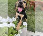 Small #1 Mutt