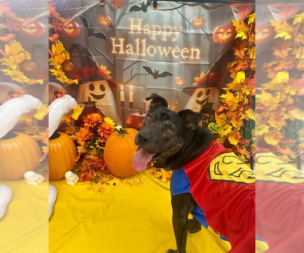 Medium Photo #6 Labrador Retriever-Unknown Mix Puppy For Sale in Bryant, AR, USA