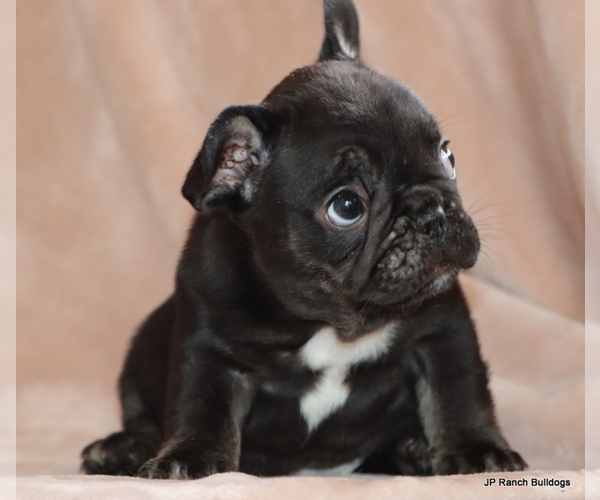 Medium Photo #1 French Bulldog Puppy For Sale in WINNSBORO, TX, USA