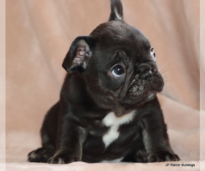 Medium French Bulldog