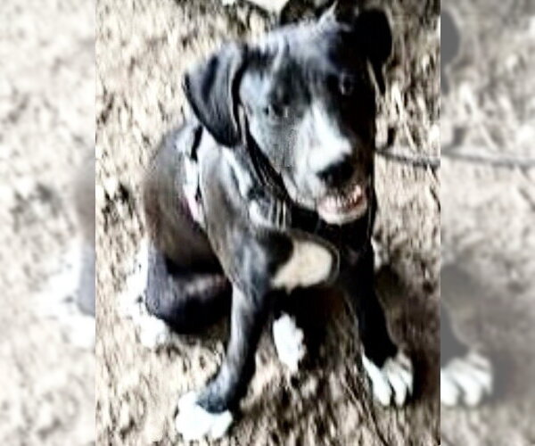 Medium Photo #1 Labrador Retriever Puppy For Sale in Houston, TX, USA