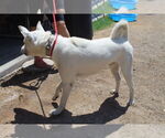 Small #1 Akita Mix
