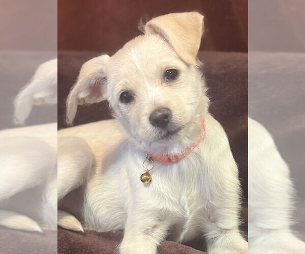 Medium Photo #2 Chihuahua-Unknown Mix Puppy For Sale in Andover, MN, USA