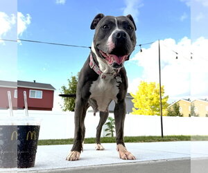 Mutt Dogs for adoption in Fargo, ND, USA